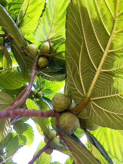 Ficus dammaropsis | Världens största fikon
