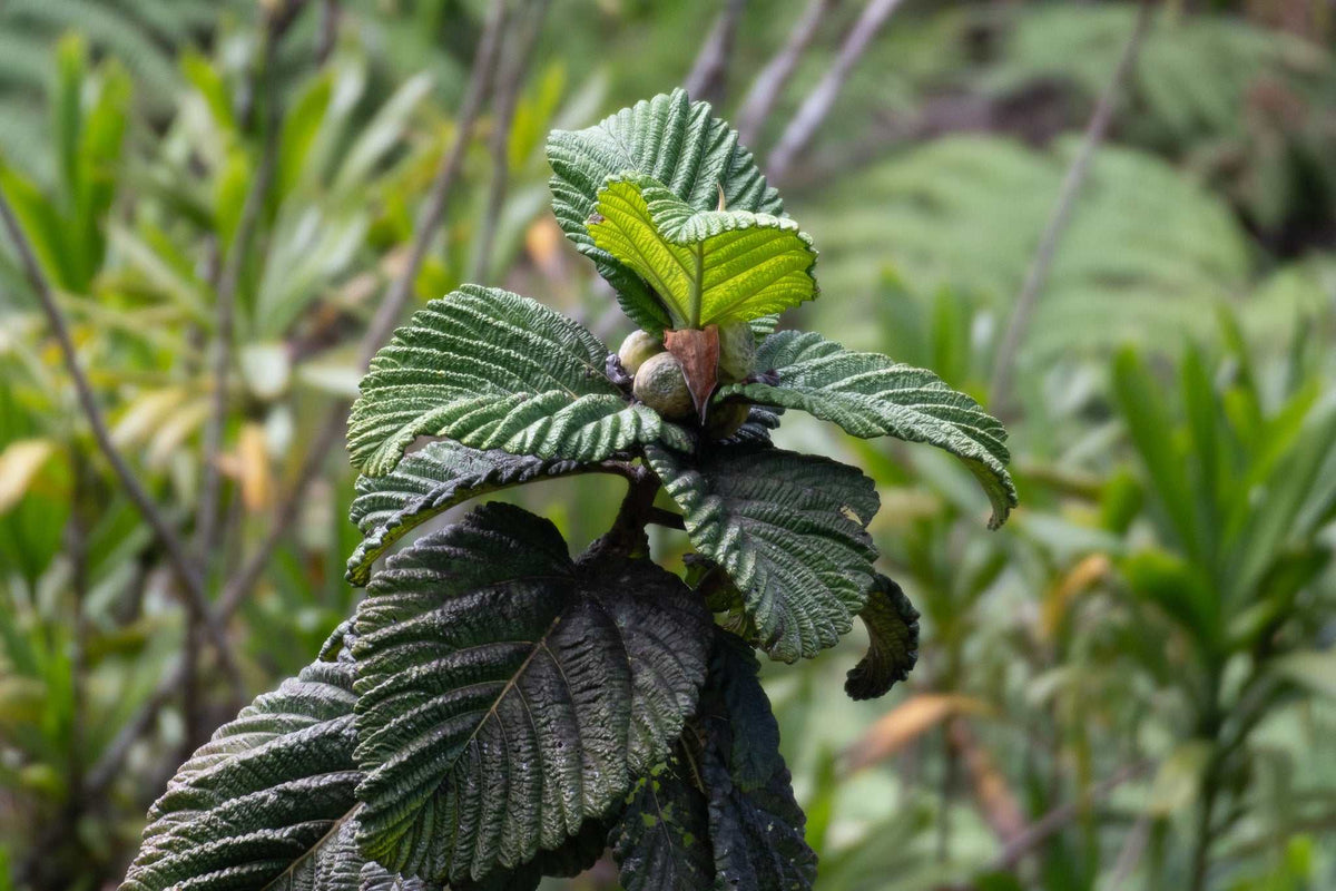 Ficus dammaropsis | Världens största fikon