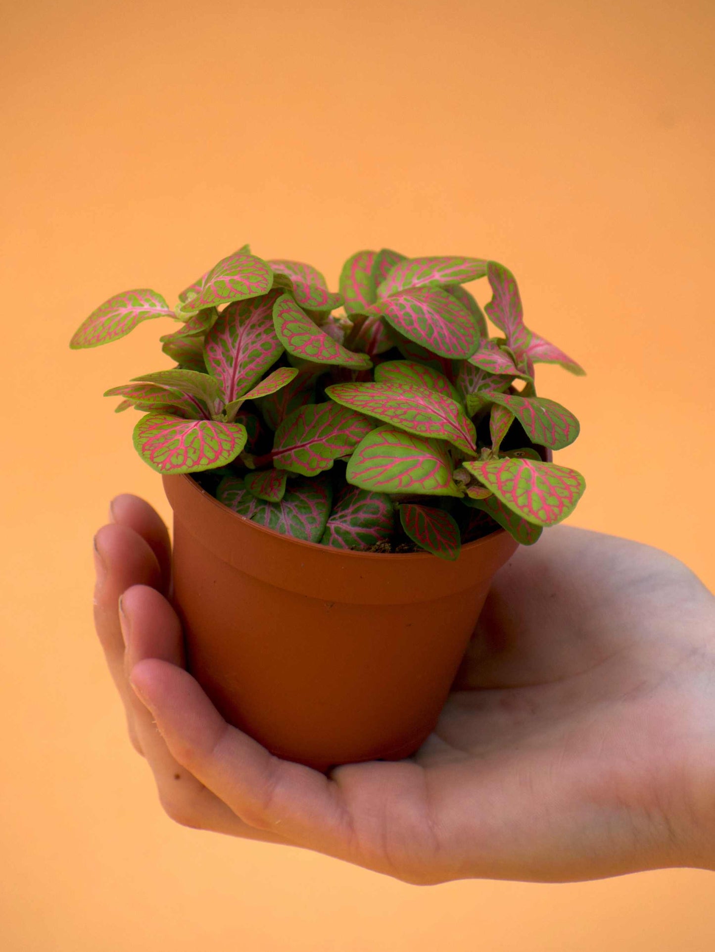 Fittonia 'Åderblad'