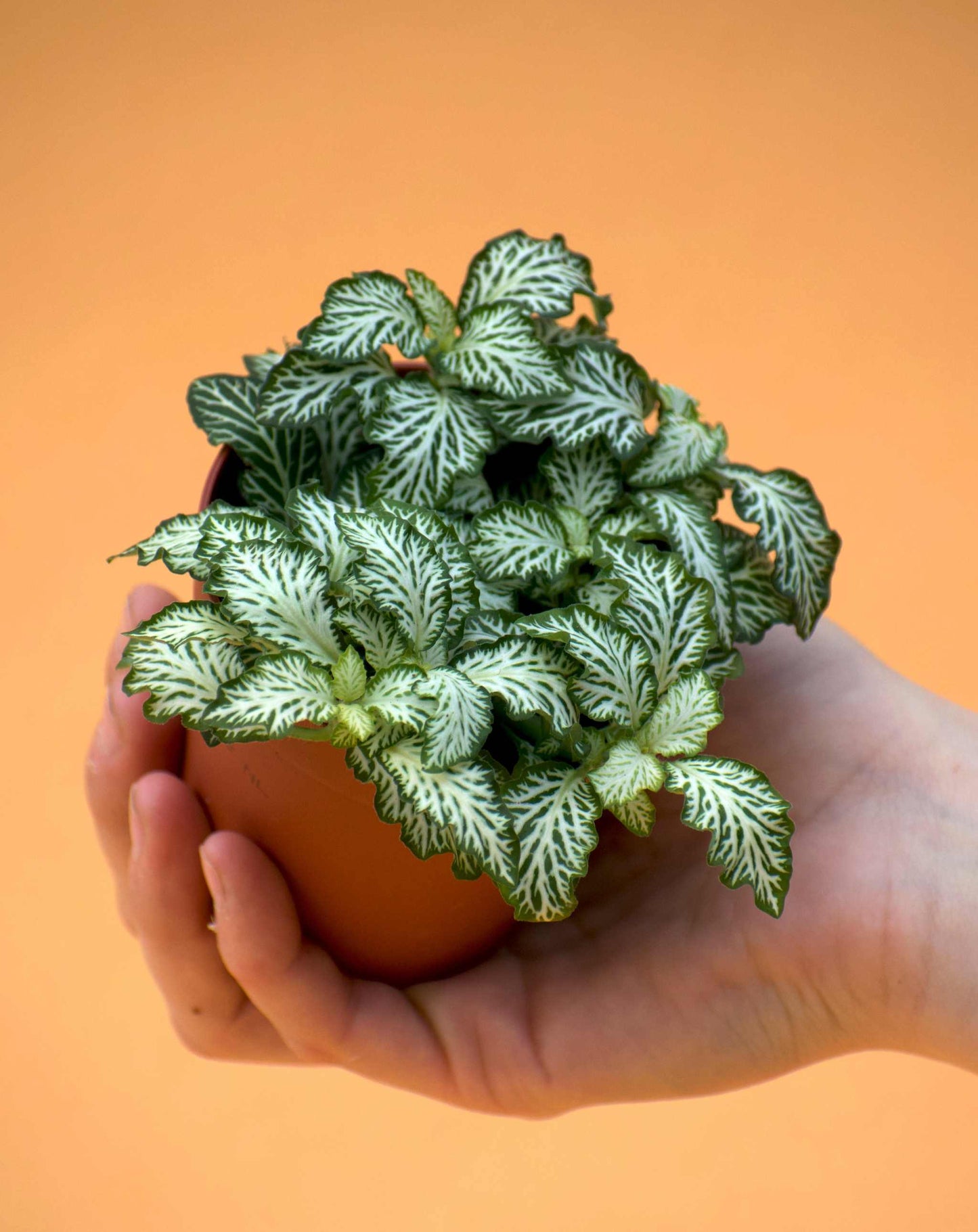 Fittonia 'Åderblad'