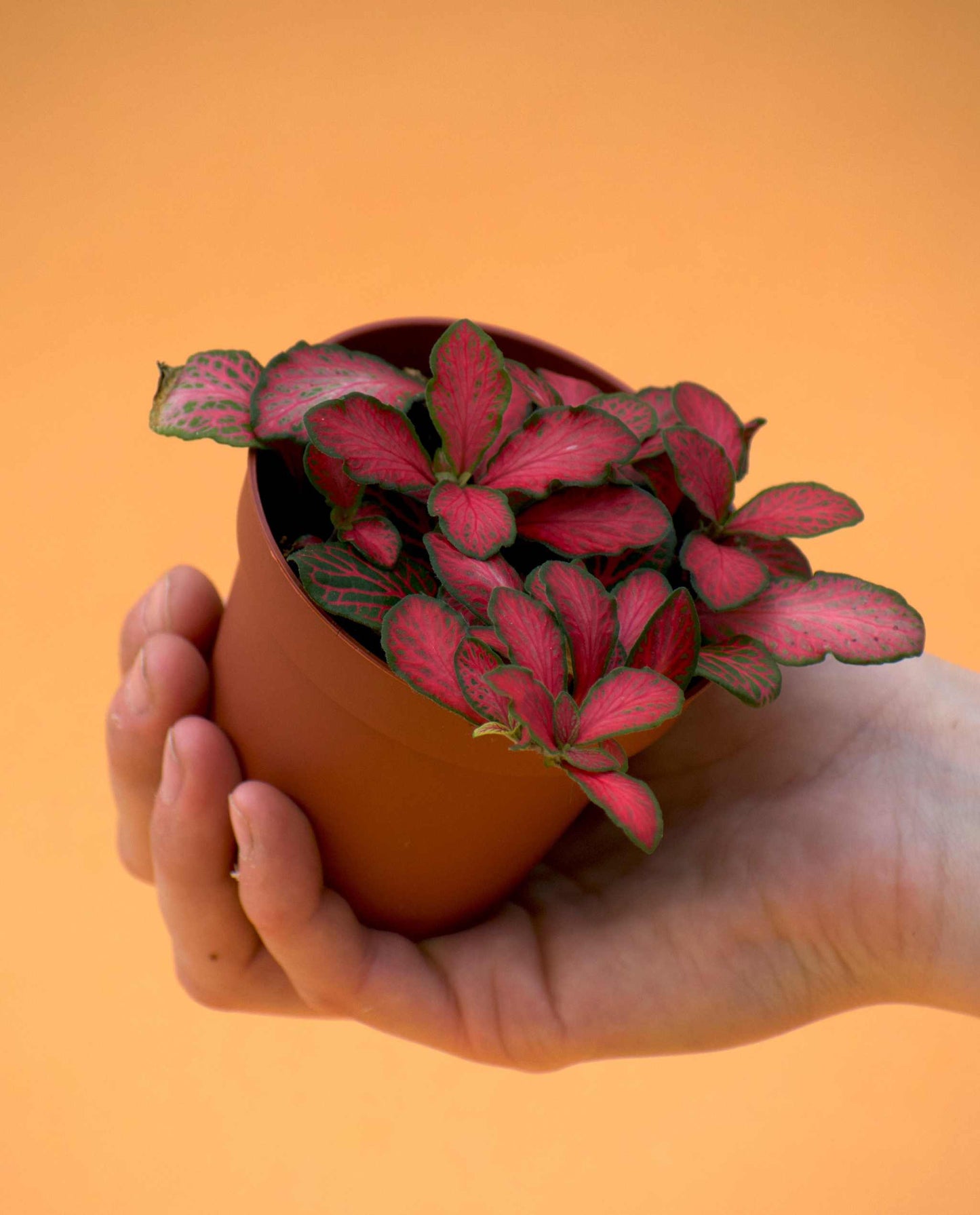 Fittonia 'Åderblad'