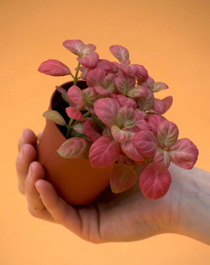 Fittonia 'Åderblad'