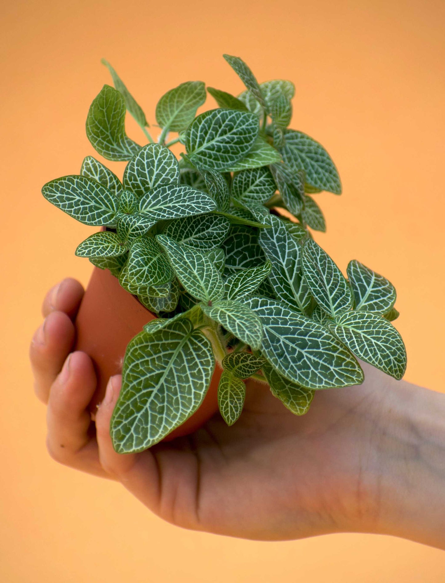 Fittonia 'Åderblad'