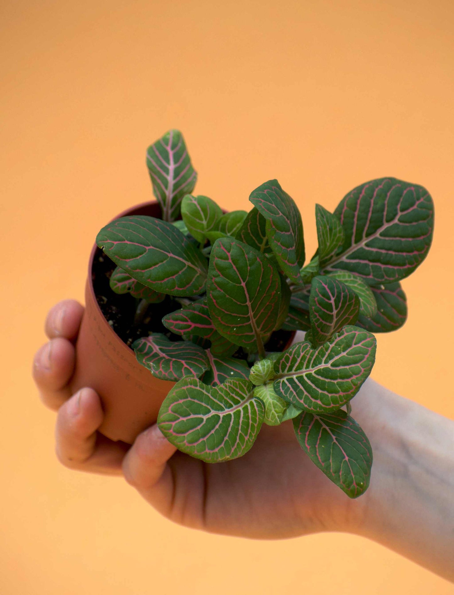 Fittonia 'Åderblad'
