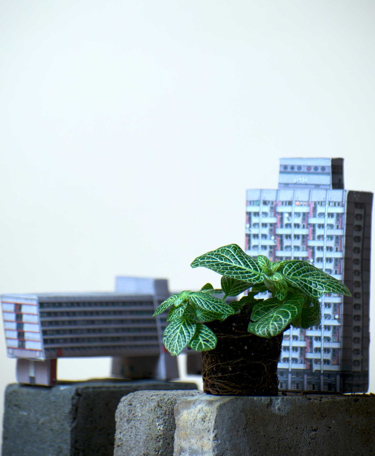 Fittonia verschaffeltii 'Vein leaf'