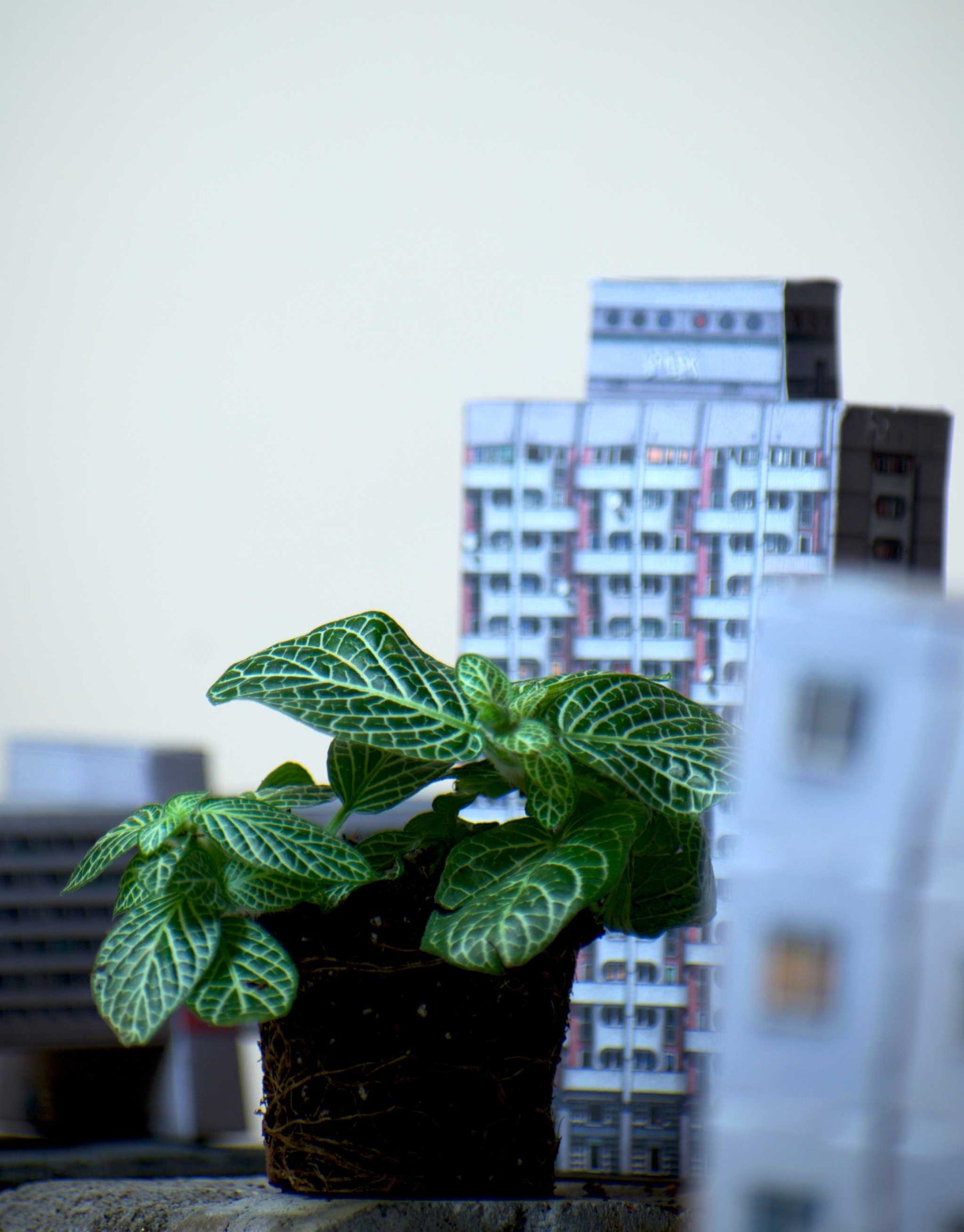 Fittonia verschaffeltii 'Vein leaf'