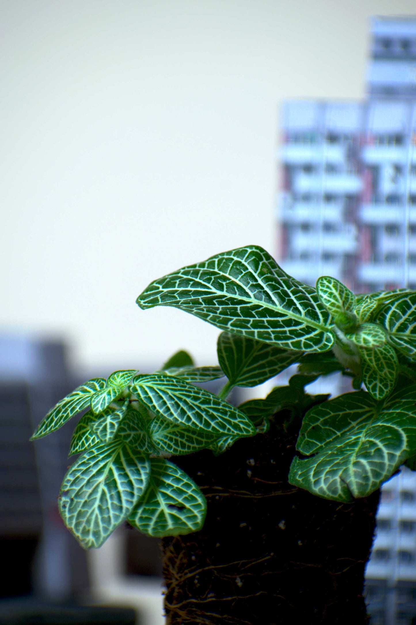 Fittonia verschaffeltii 'Vein leaf'