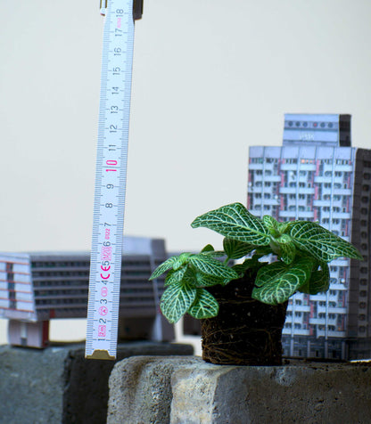 Fittonia verschaffeltii 'Vein leaf'