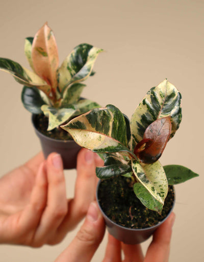 Fönsterfikus | Ficus elastica 'Schrijveriana'