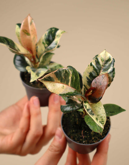 Gummibaum | Ficus elastica 'Schrijveriana'