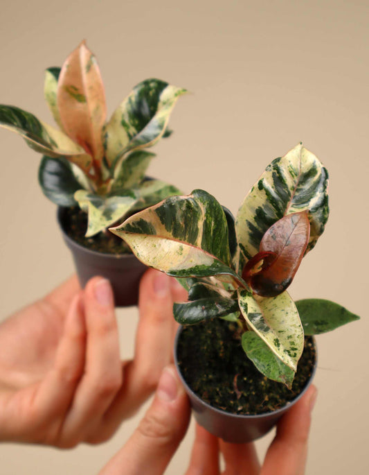 Fönsterfikus | Ficus elastica 'Schrijveriana'