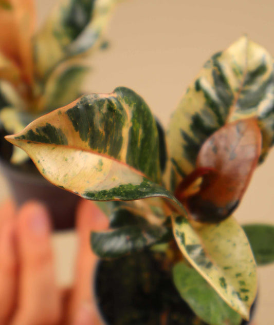 Fönsterfikus | Ficus elastica 'Schrijveriana'