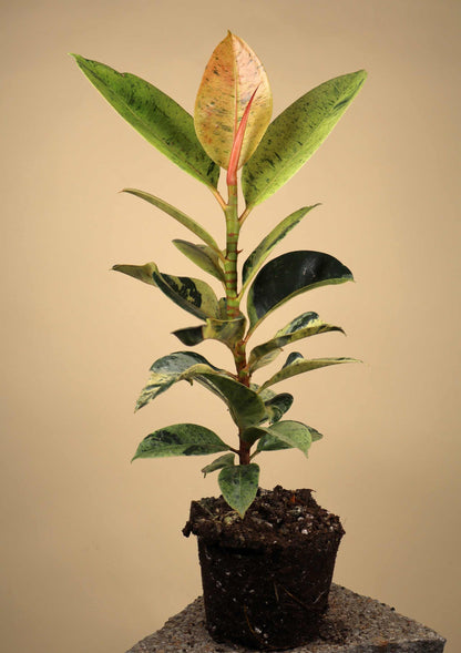 Rubber Fig | Ficus elastica 'Schrijveriana'