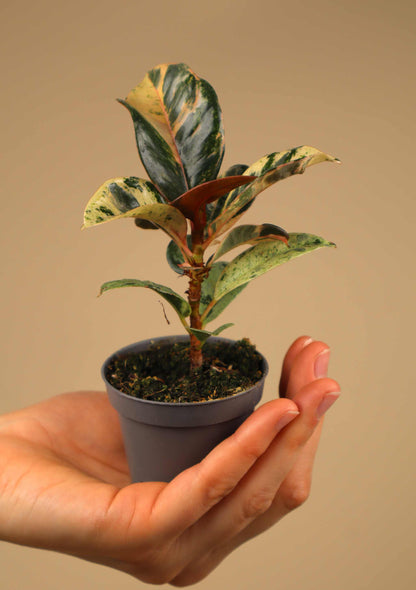 Gummibaum | Ficus elastica 'Schrijveriana'