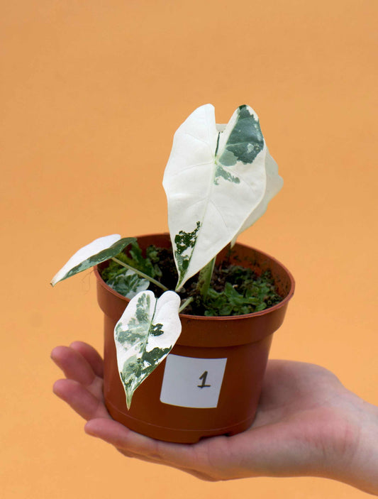 Alocasia frydek variegata