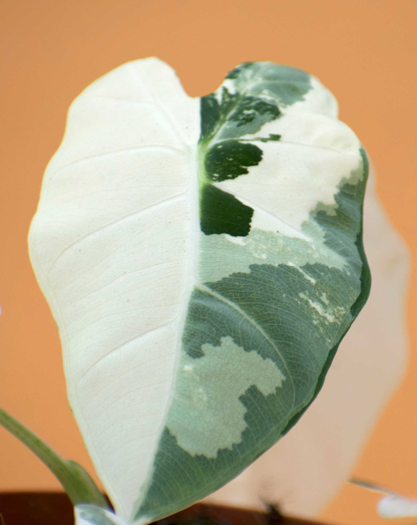Alocasia frydek variegata vit