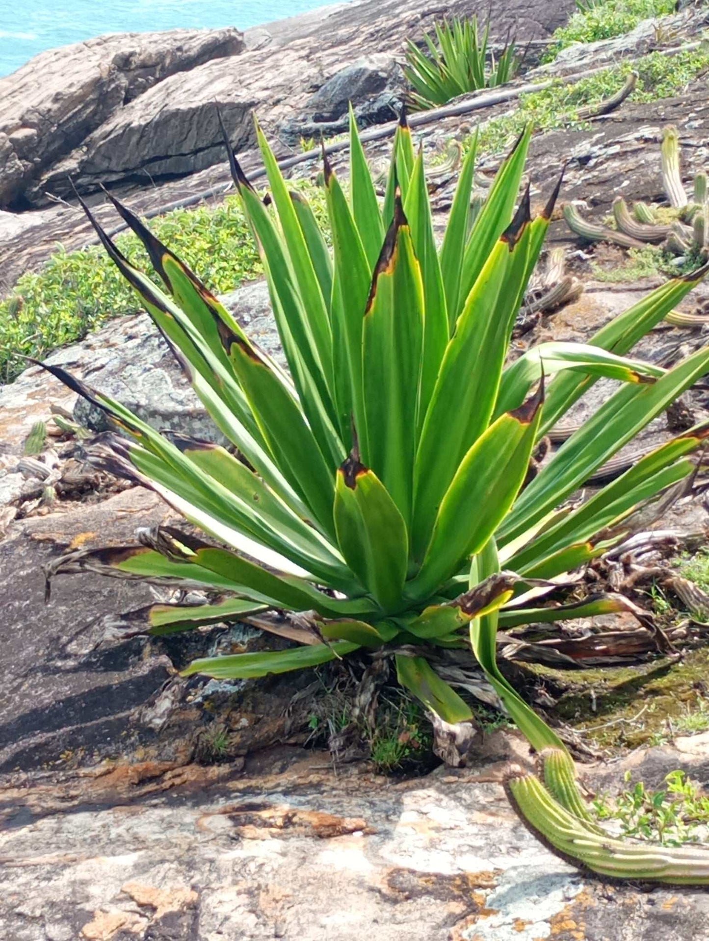 Furcraea foetida | Mauritius-hampa