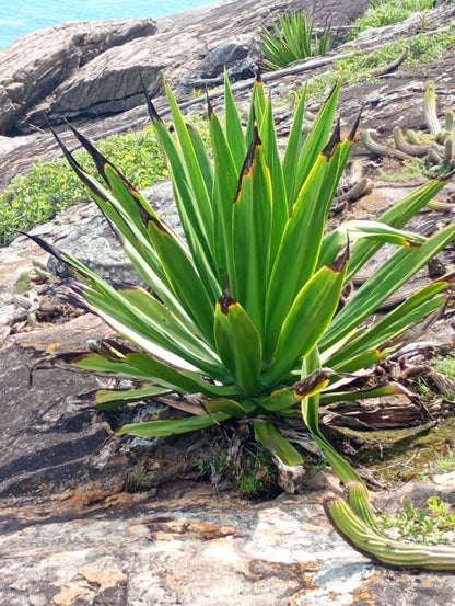 Furcraea foetida | Mauritius-hampa