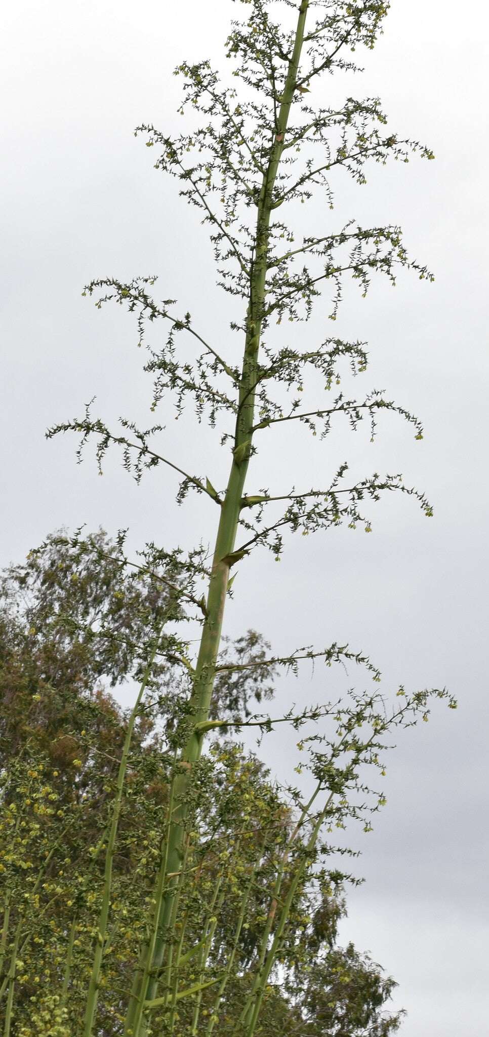 Furcraea foetida | Mauritius-hampa