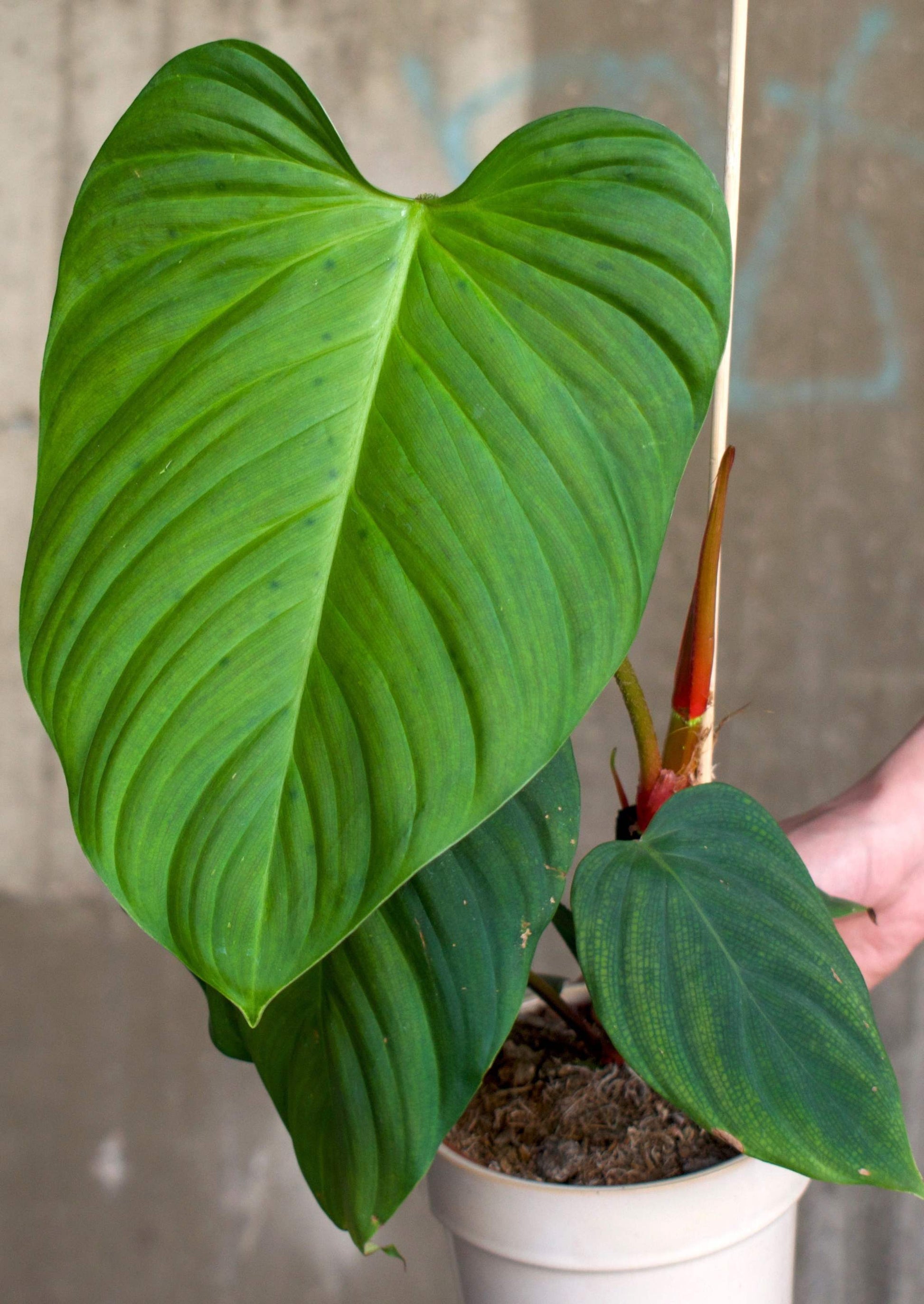 luftwurzeln philodendron Buy Philodendron Nangaritense