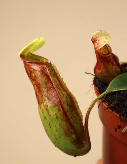 Nepenthes × Gaya 'Kannranka'
