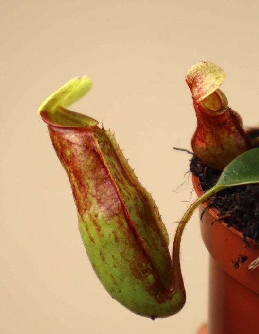 Nepenthes × Gaya 'Kannranka'