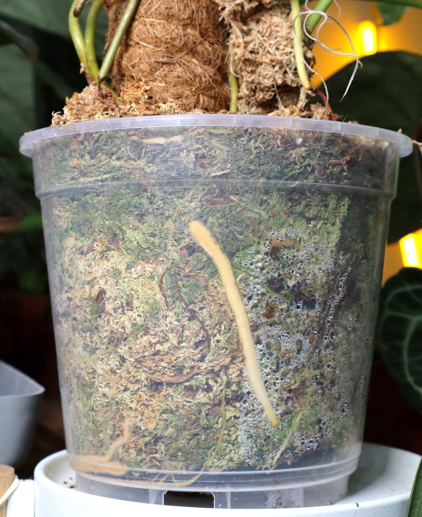 Orchideentopf Transparenten