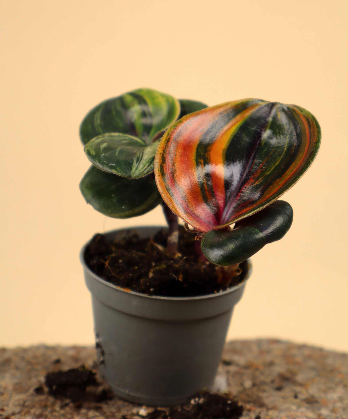 Geogenanthus ciliatus variegata