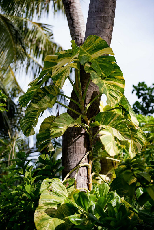 Gullranka 'Epipremnum aureum'