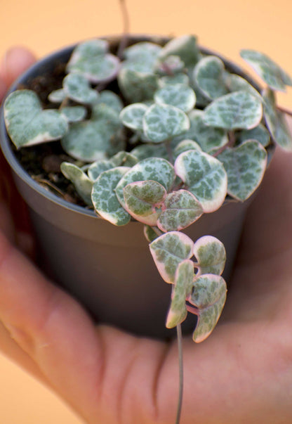 Hjärtan på tråd, 'Ceropegia woodii'