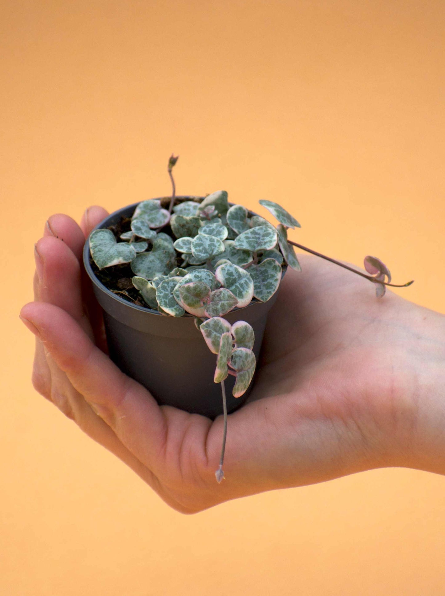 Hjärtan på tråd, 'Ceropegia woodii'