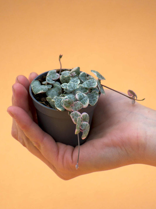 Hjärtan på tråd, 'Ceropegia woodii'