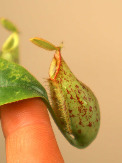 Nepenthes x hookeriana
