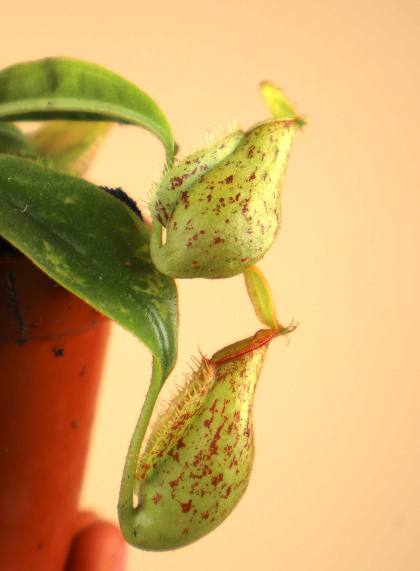 Nepenthes x hookeriana