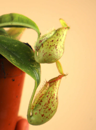 Nepenthes x hookeriana
