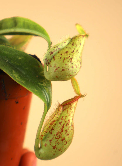Nepenthes x hookeriana
