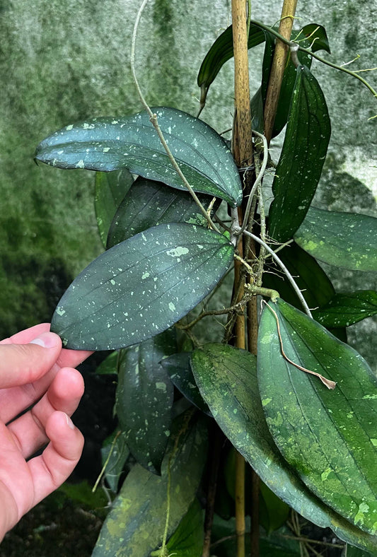 Hoya erythrina