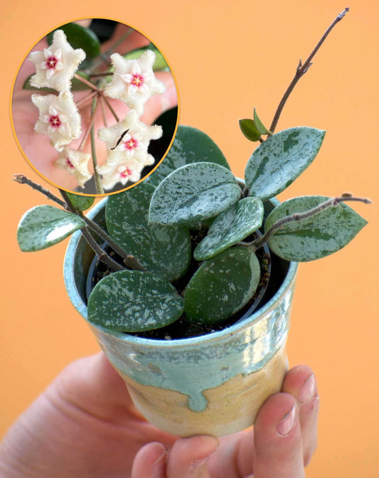 Hoya mathilde splash