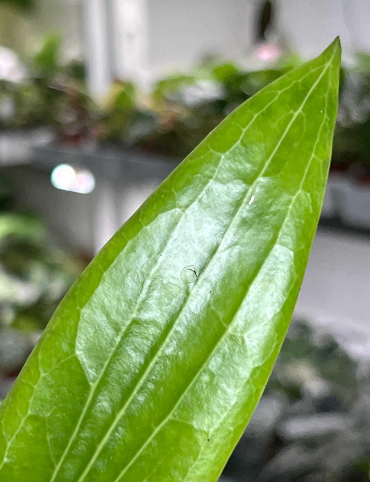 Hoya soligamiana