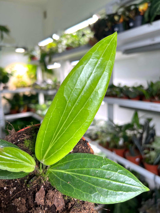 Hoya soligamiana
