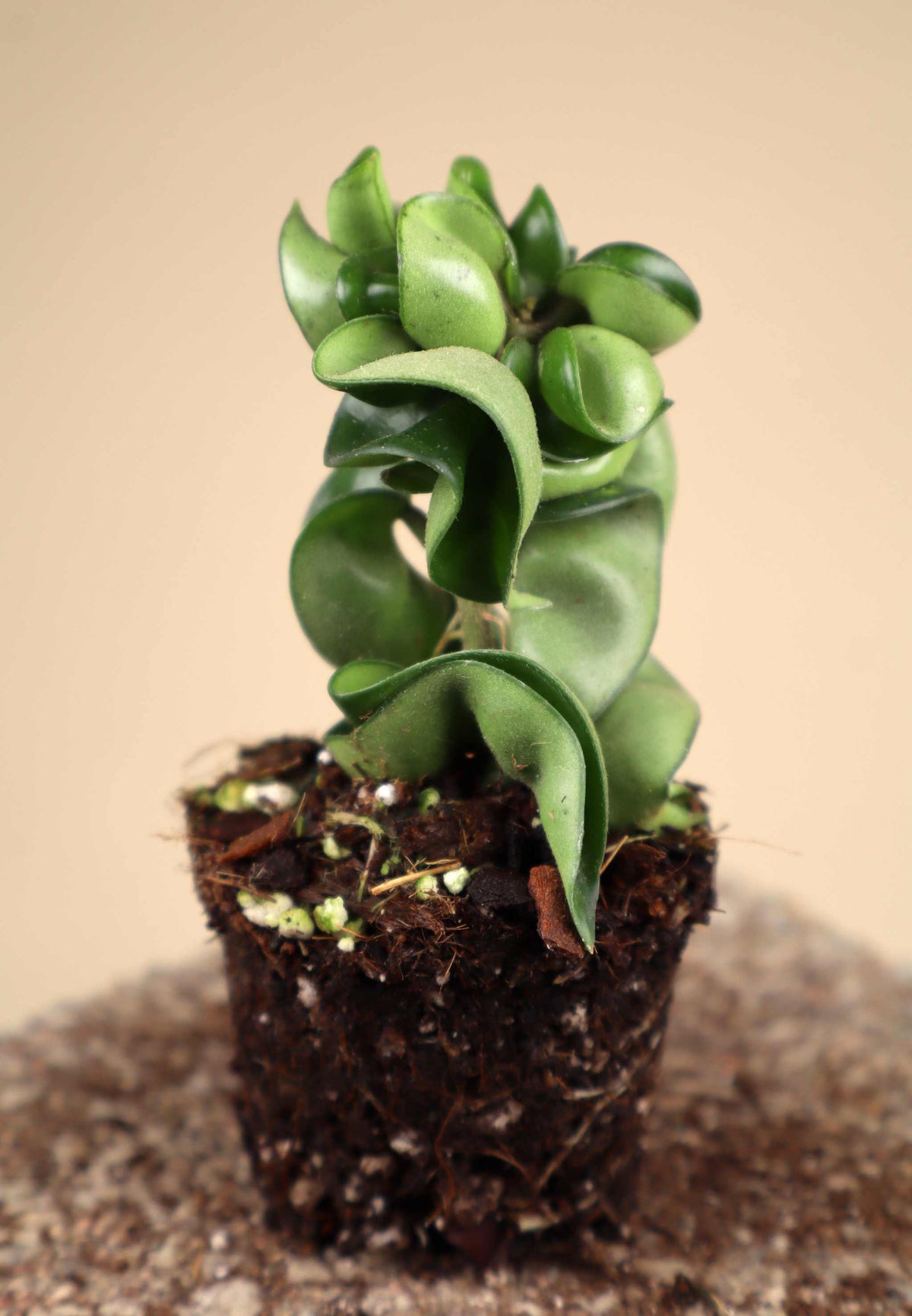 Hoya carnosa 'Compacta'