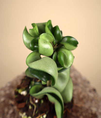 Hoya carnosa 'Compacta'