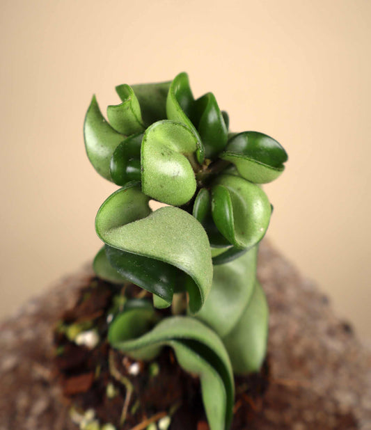 Hoya carnosa 'compacta'