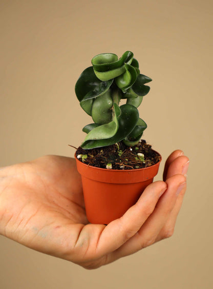 Hoya carnosa 'Compacta'