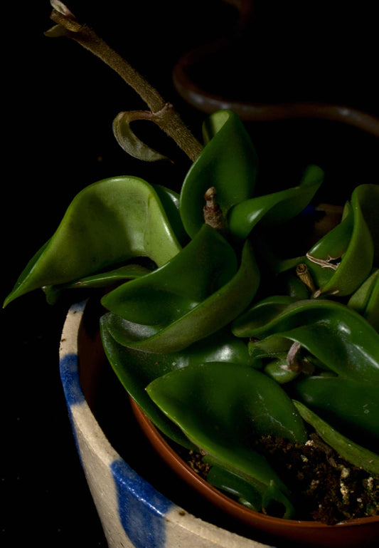 Hoya carnosa 'compacta' i en lerkruka med blå färg