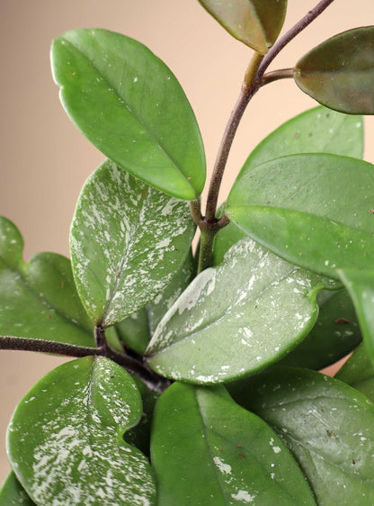 Hoya carnosa 'Freckles'