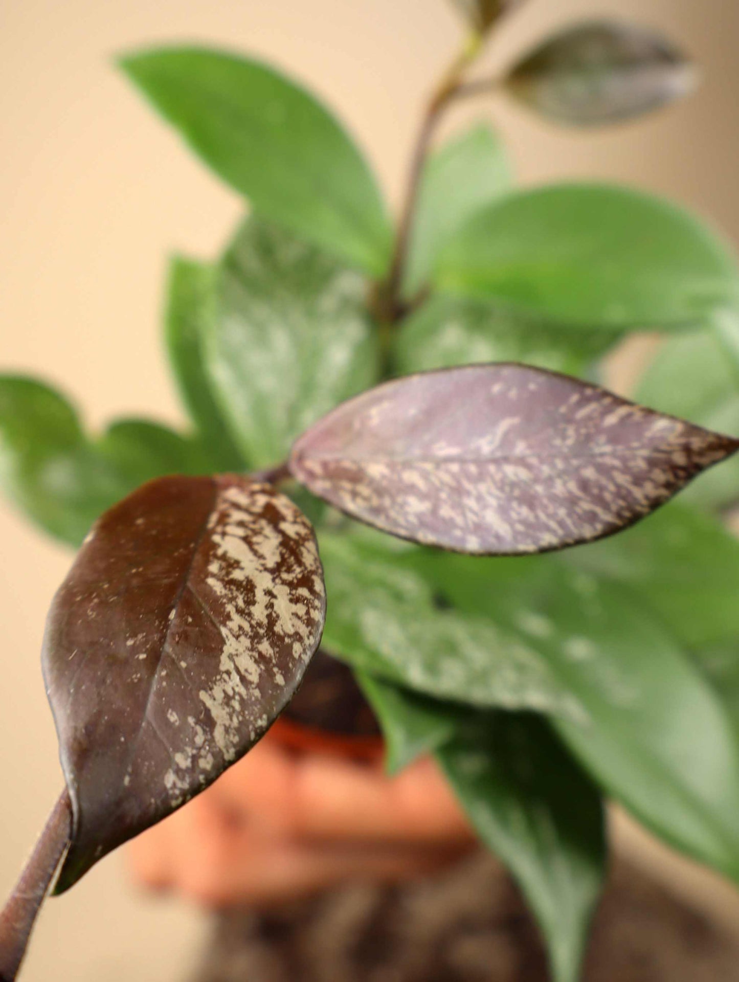 Hoya carnosa 'Freckles'