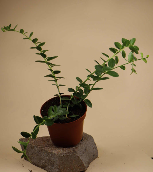 Hoya cumingiana