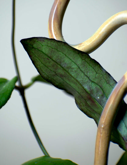 Hoya erythrina