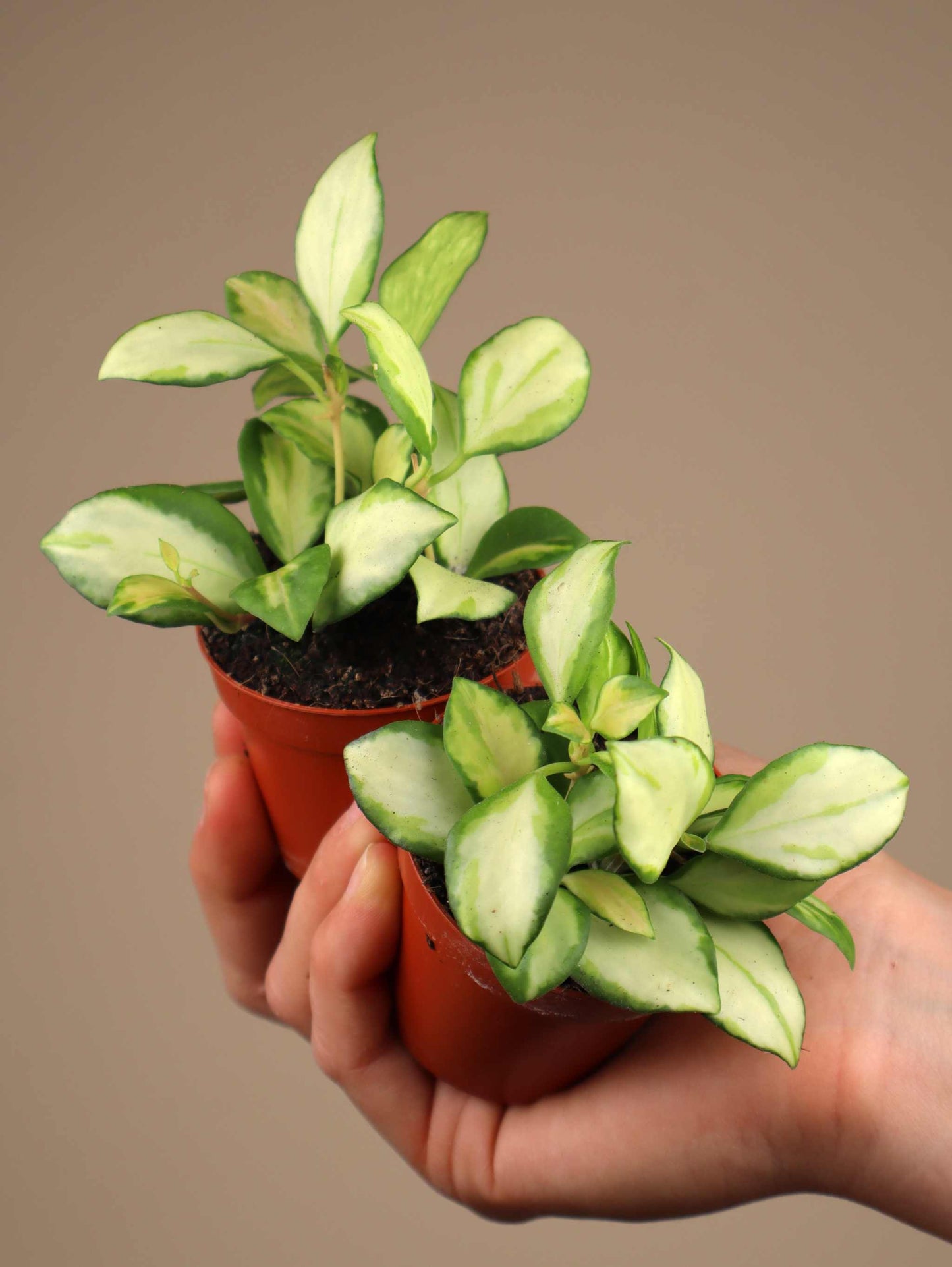 Hoya heuschkeliana variegata